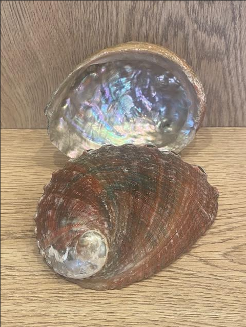 ABALONE SHELL