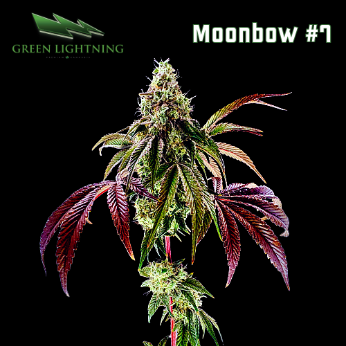 Moonbow | Smalls