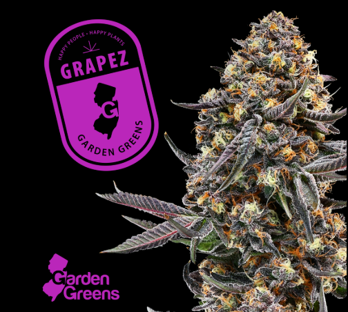 GRAPEZ