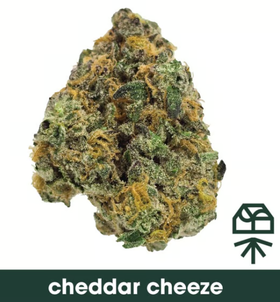 GRASSROOTS - CHEDDAR CHEEZE - 7G - 7 g