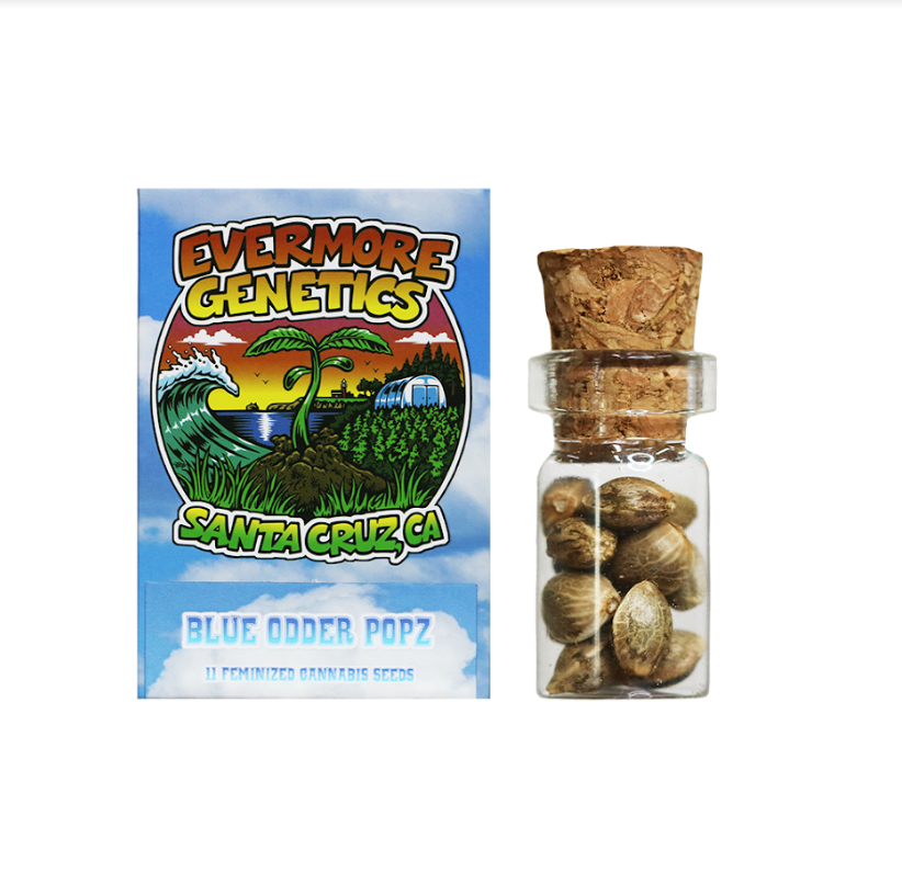 11 - BLUE ODDER POPZ FEMINIZED SEEDS -S