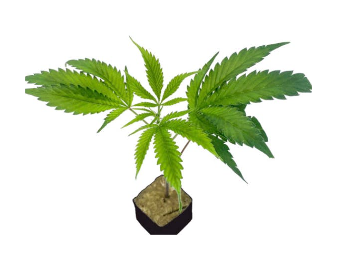 MENDO SPICE CAKE CLONE