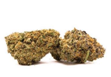 Mimosa