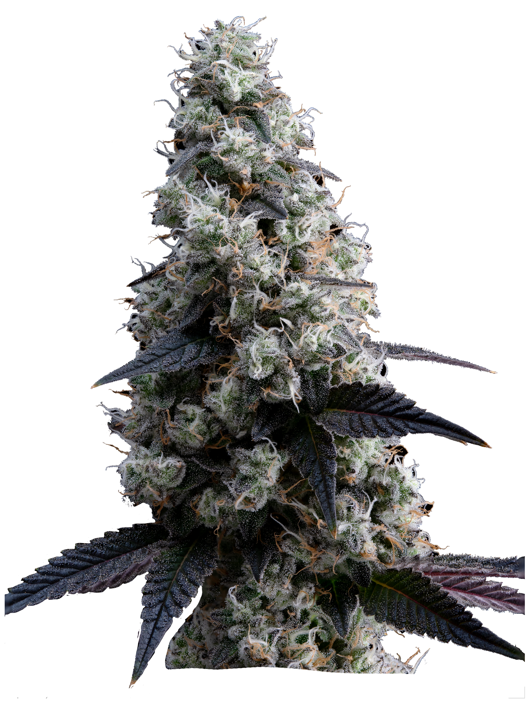 FIRST CLASS FUNK | 3.5G PRE-PACK | CHRONICSEUR FARMS