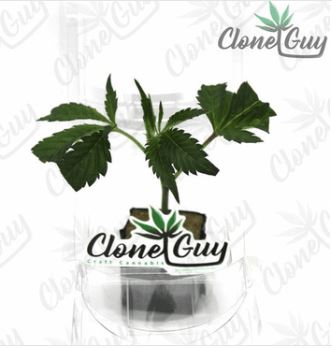 DOJA GURL - CLONE