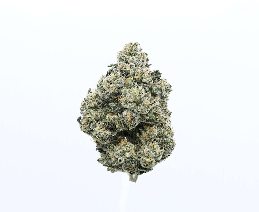 PINA COLADA - EIGHTH