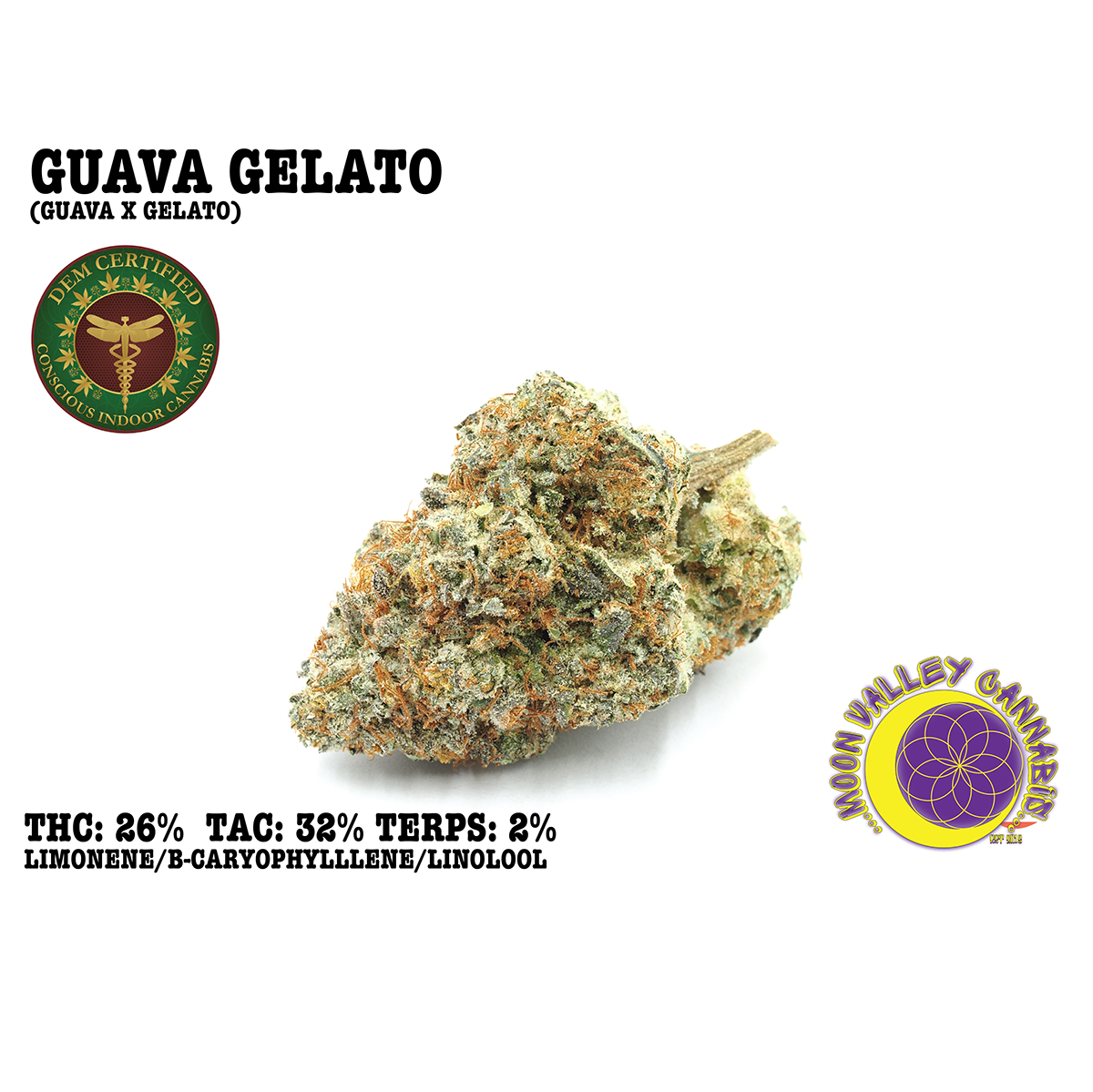 GUAVA GELATO - EIGHTH
