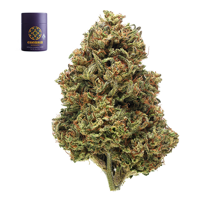 OG FAIRY GODMOTHER - EIGHTH