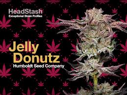 JELLY DONUTZ 3.5G BAG