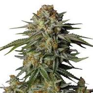 SHERBET DADDY - Each