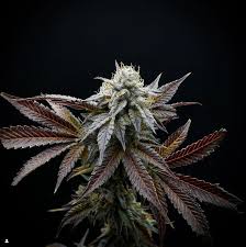 Major farms - MULE FUEL - Each