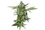 SOUR DIESEL BX - Each