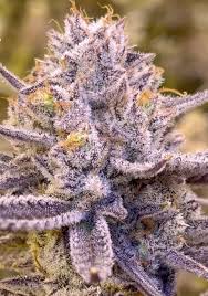 Prime cuts - OKLAHOMA COMA - Each