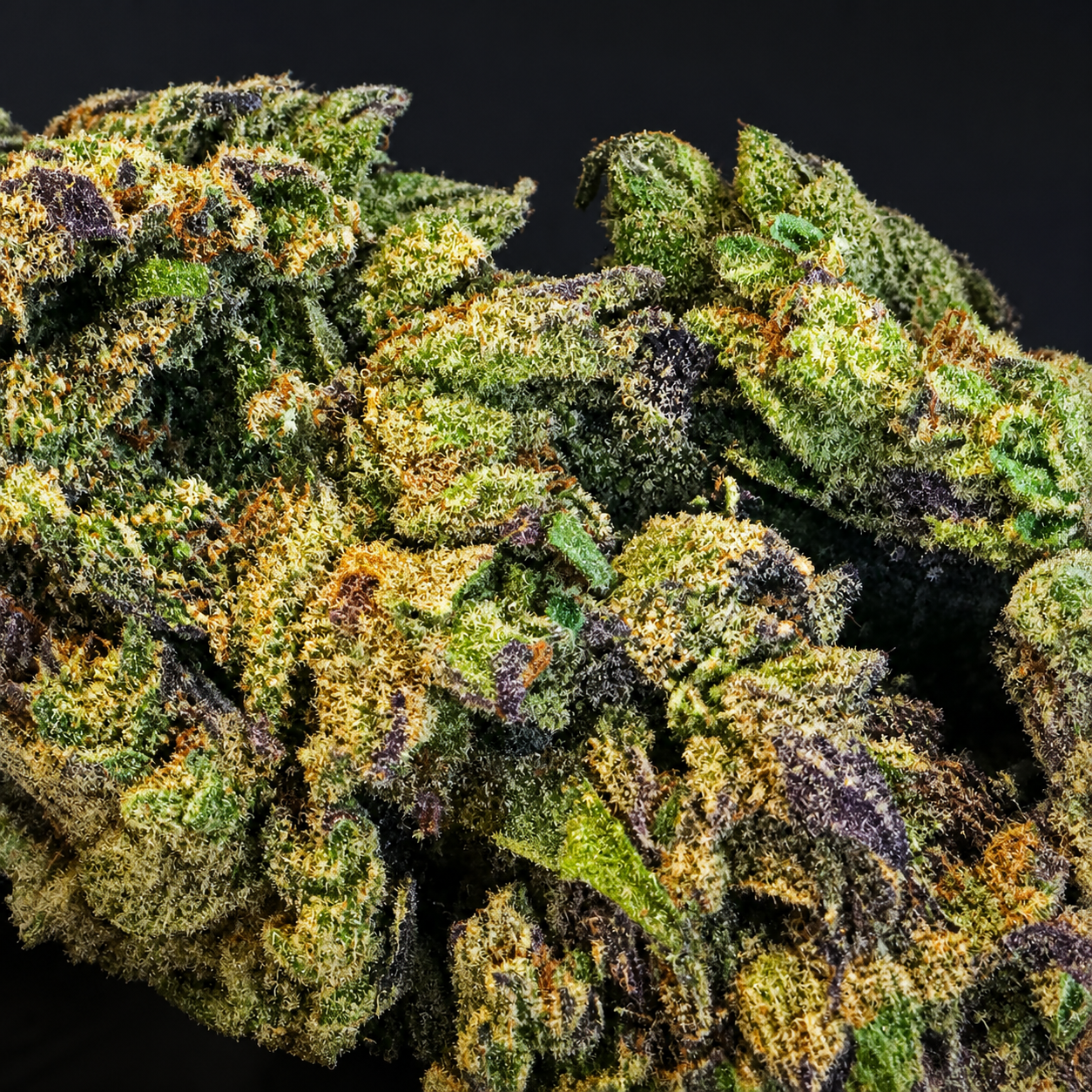 PLANTS  DURBAN POISON - 4 g