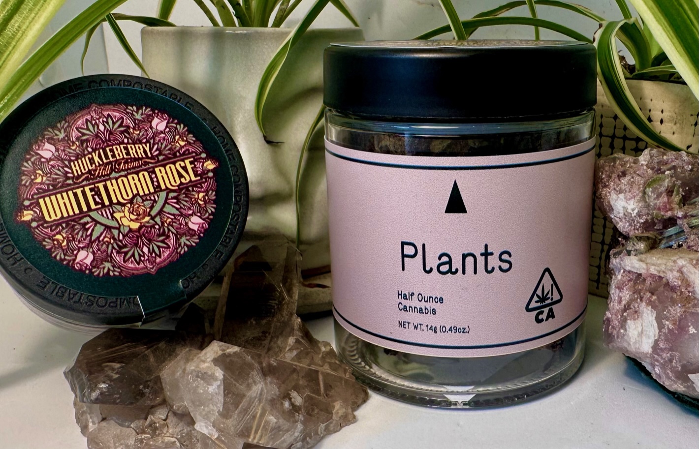 WHITETHORN ROSE PLANTS X HUCKLEBERRY HILL FARM 14G