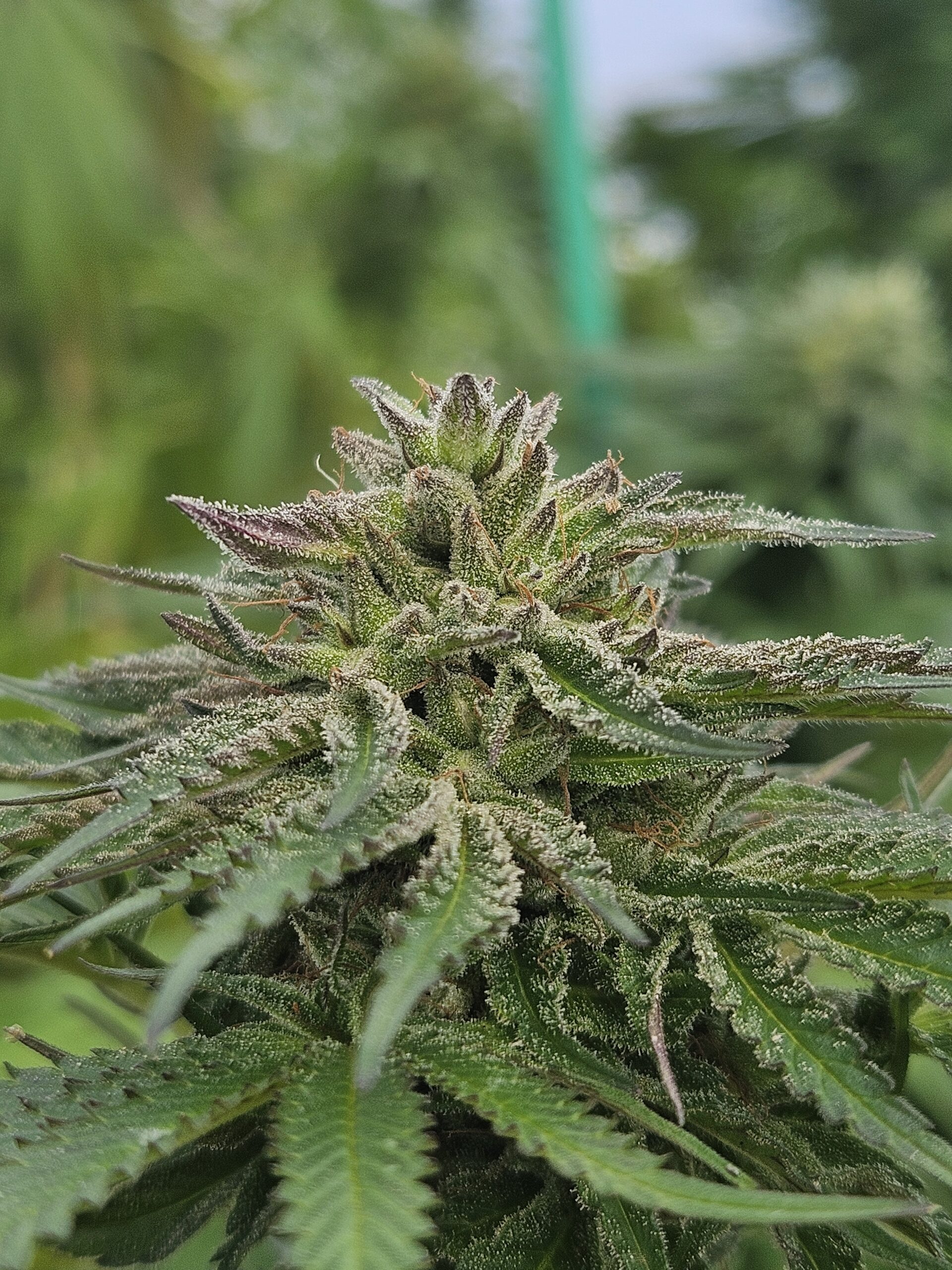 REALLY KILLER SKUNK - Each