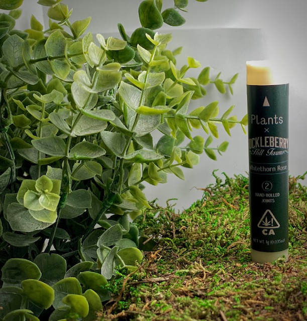 WHITETHORN ROSE 2PK PRE-ROLLS