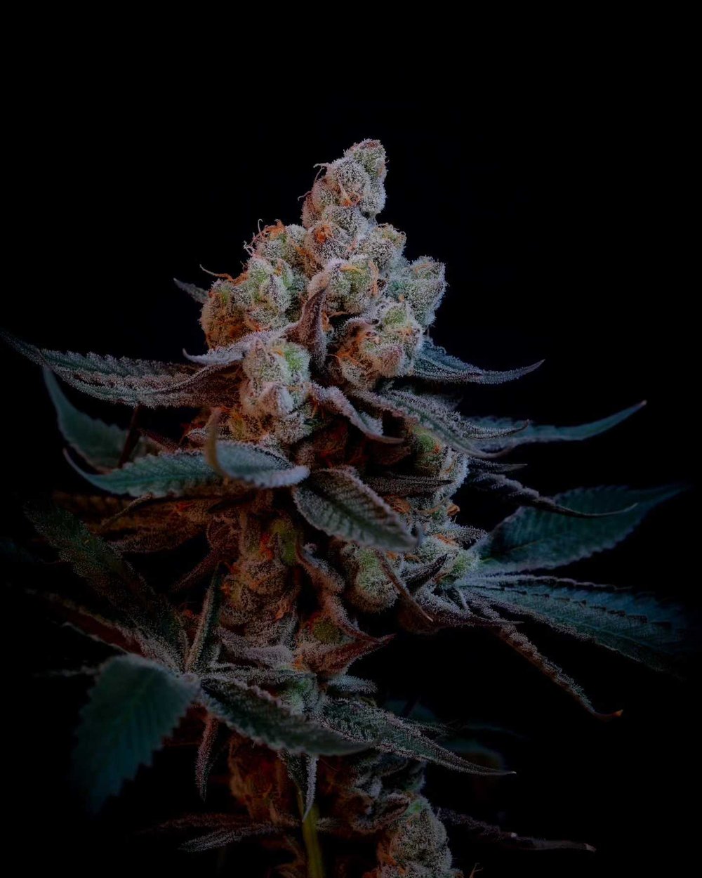 Prime cuts - CAKEMERA CLONE