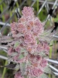 TROPICANNA CHERRY - Each