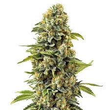 SKUNK #1 - Each
