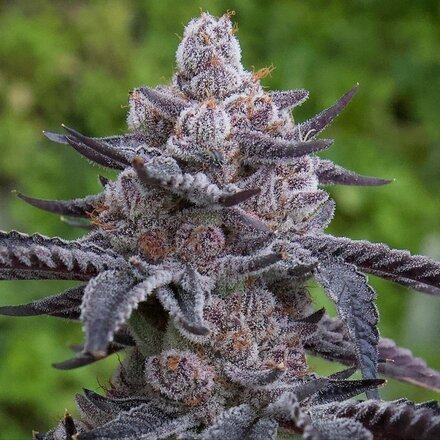 Prime cuts - PABLOS REVENGE CLONE