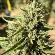 SOUR CHIVO - Each