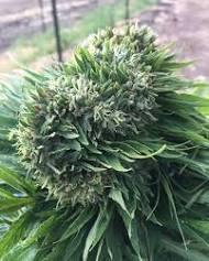 AFRICAN HAZE - Each