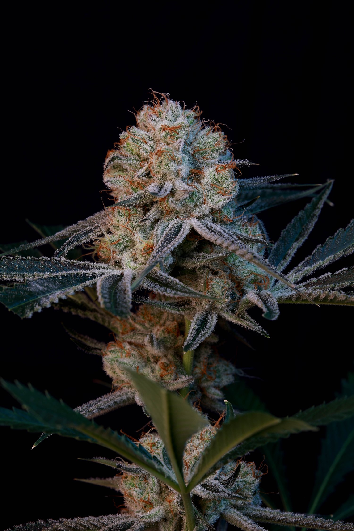 Prime cuts - COBRA CHI CLONE