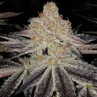 LAVENDER ROYAL ZKITTLEZ - Each