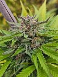 VIETNAMESE BLUEBEER - Each