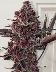 Major farms - TROPICANA CHERRY - Each