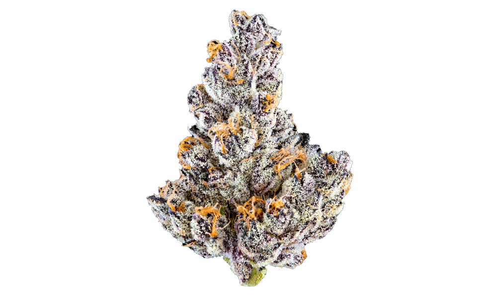 Maven - FRENCH LOTUS