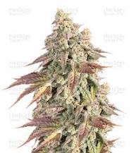 BOULDER BUBBLEGUM - Each