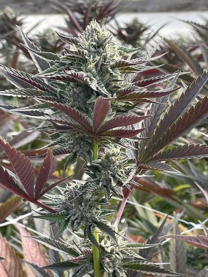 Prime cuts - LONDON TRUFFLE CLONE