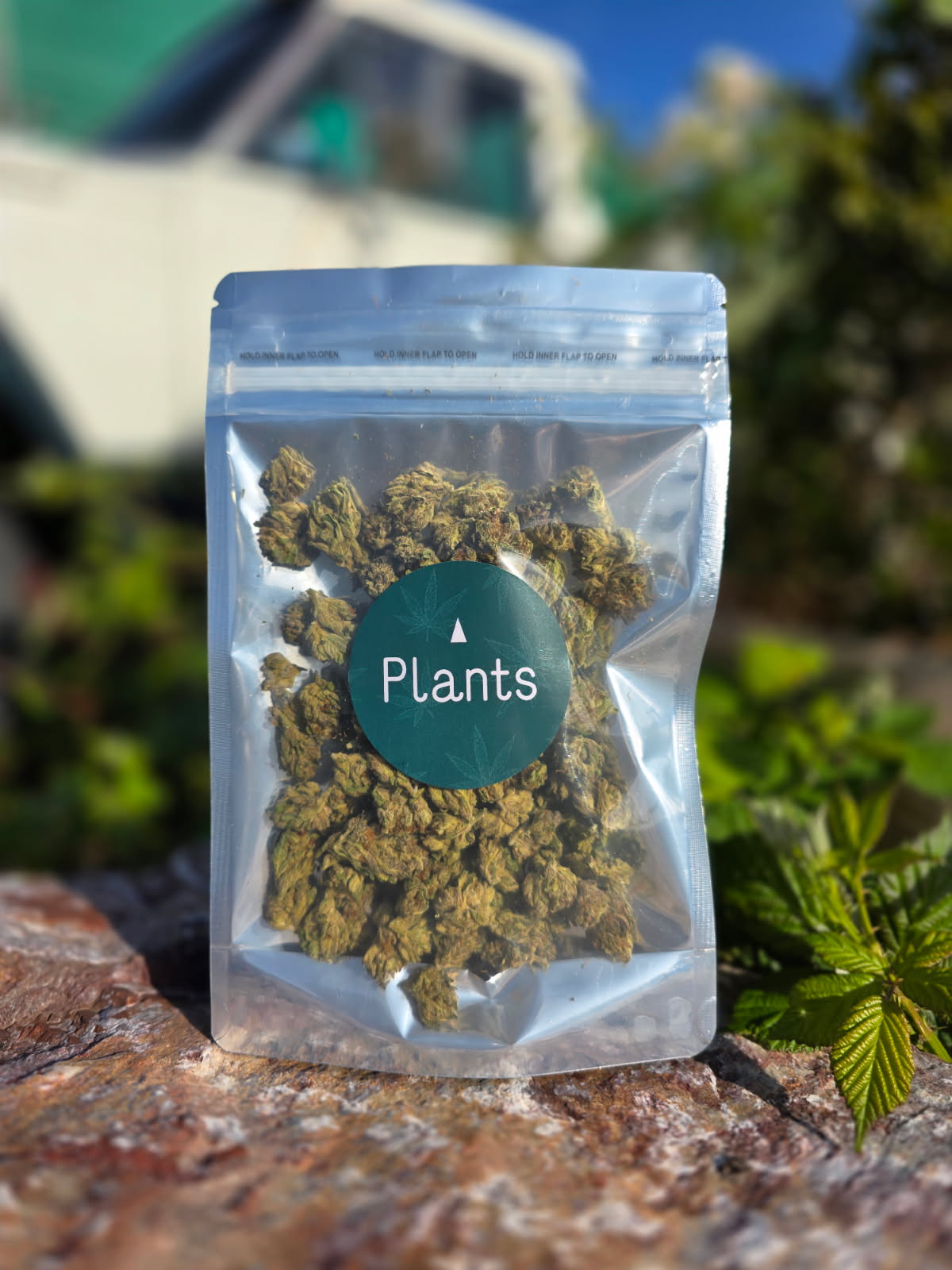 Plants - P-85 SMALLS 3.5 G