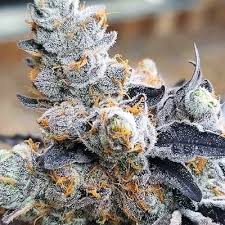 Major farms - CHEETAH PISS - Each