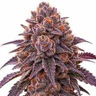 PINK CERTZ - Each