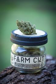 PINK BOOST GODDESS (THCV)