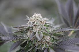 Major farms - ILLUMINATI - Each