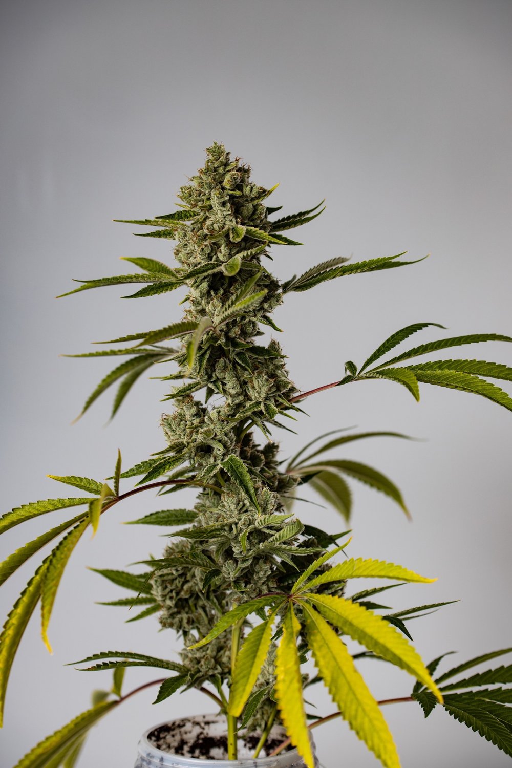 Prime cuts - DONKEY KONG CLONE