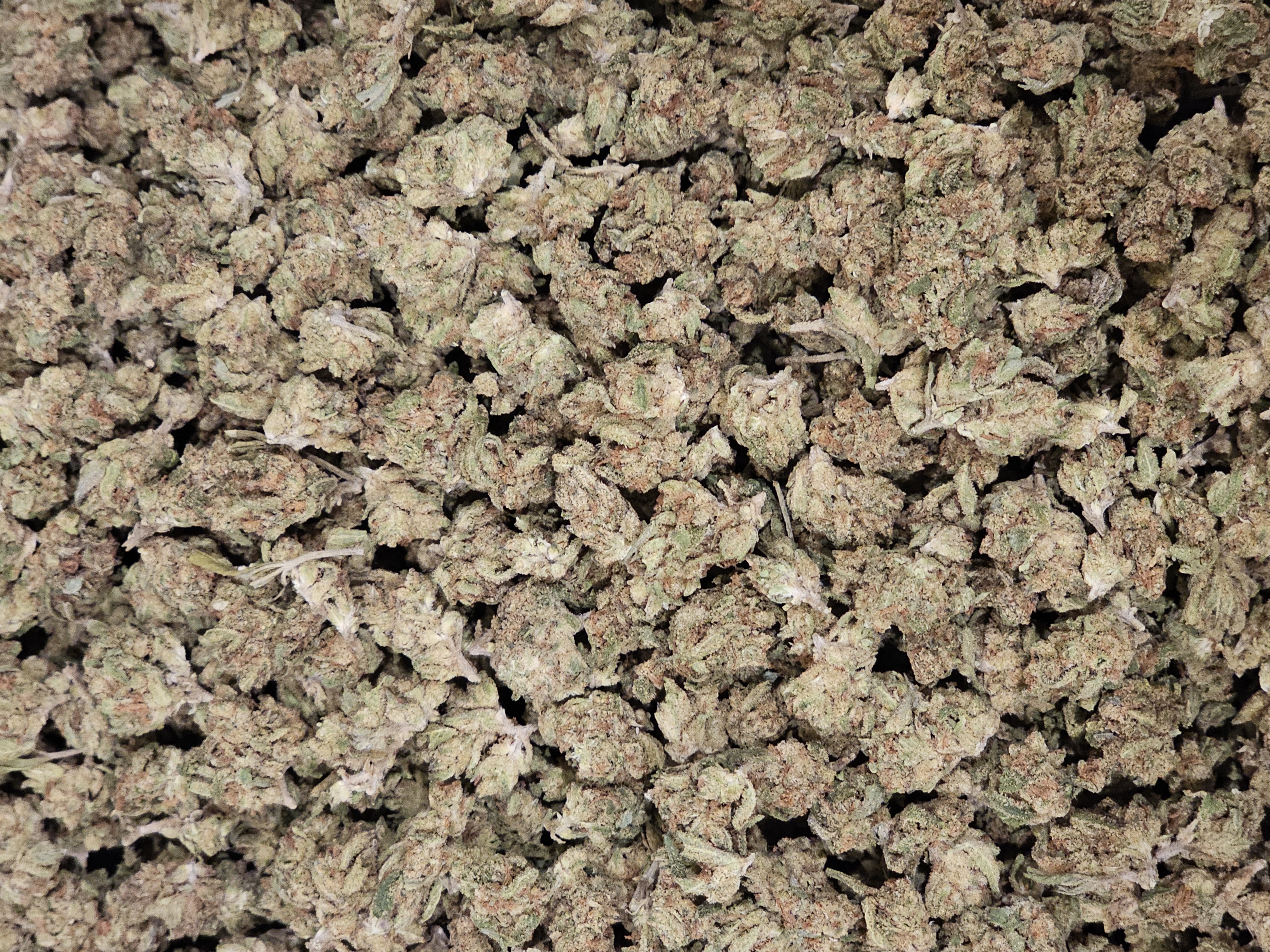 PLANTS X MGL DURBAN POISON 14G - 14 g