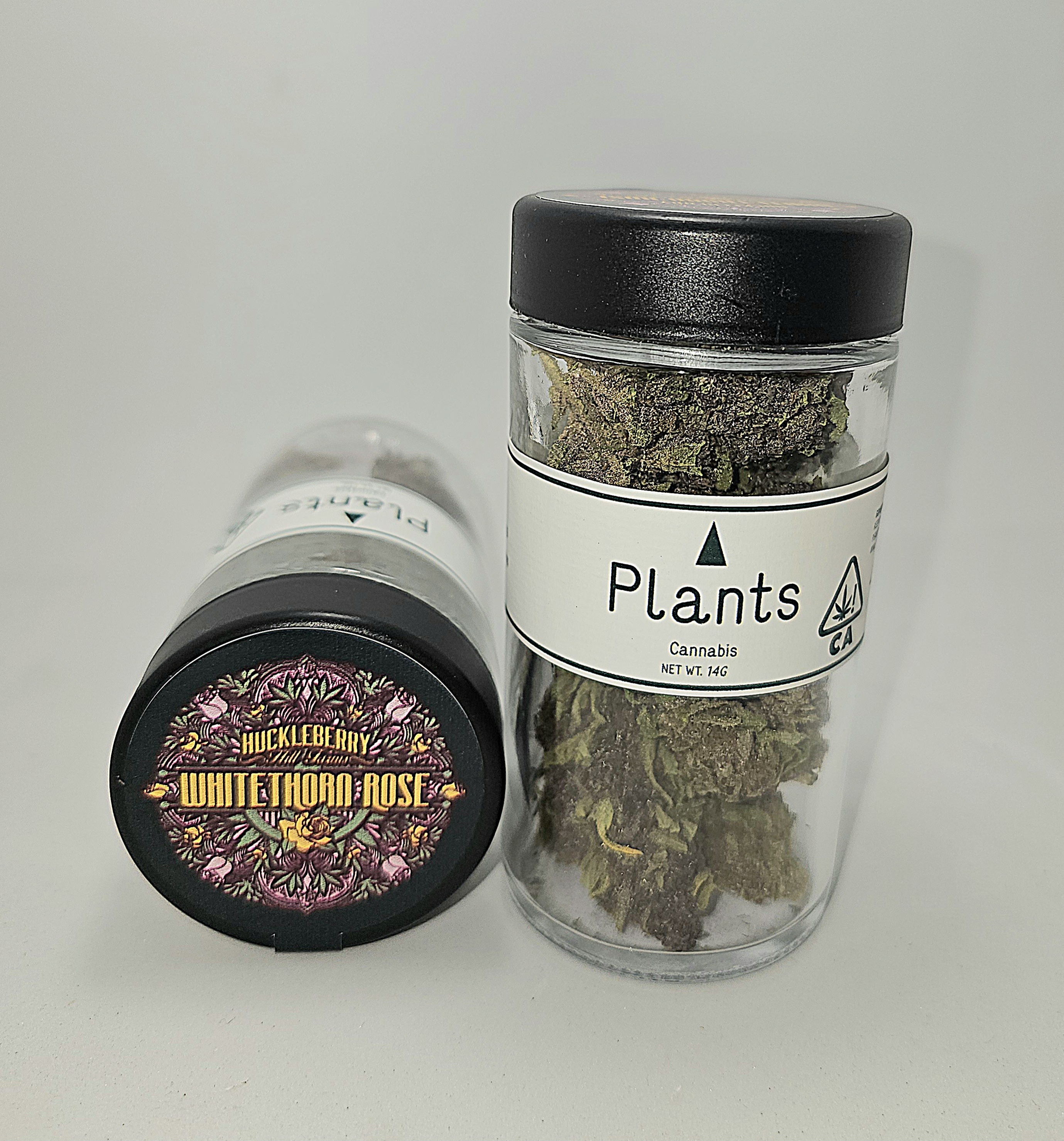 Plants - WHITETHORN ROSE PLANTS X HUCKLEBERRY HILL FARM 14G