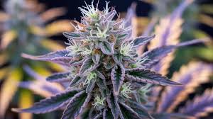 Major farms - DOUBLE SHOTZ - Each