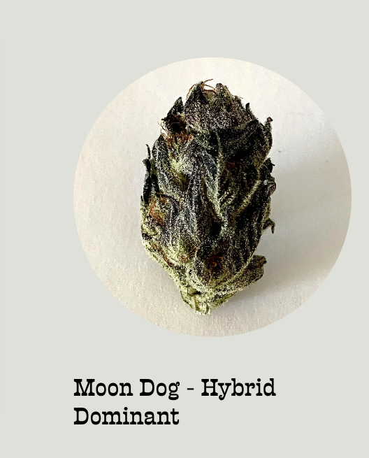 MOON DOG