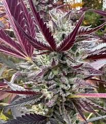 Major farms - ICE CREAM PIE - Each Main Image
