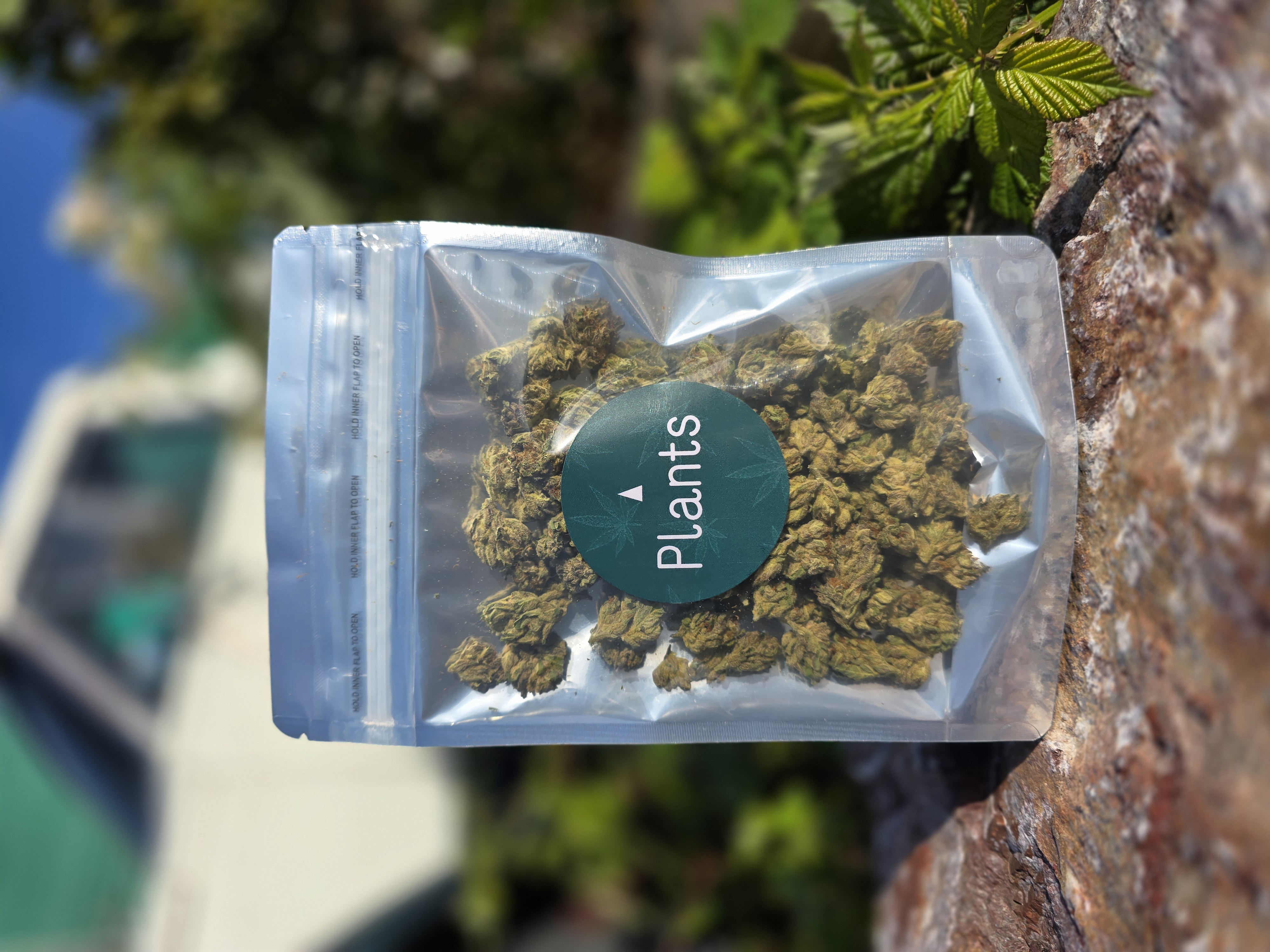 Plants - BACIO SMALLS 3.5G Main Image