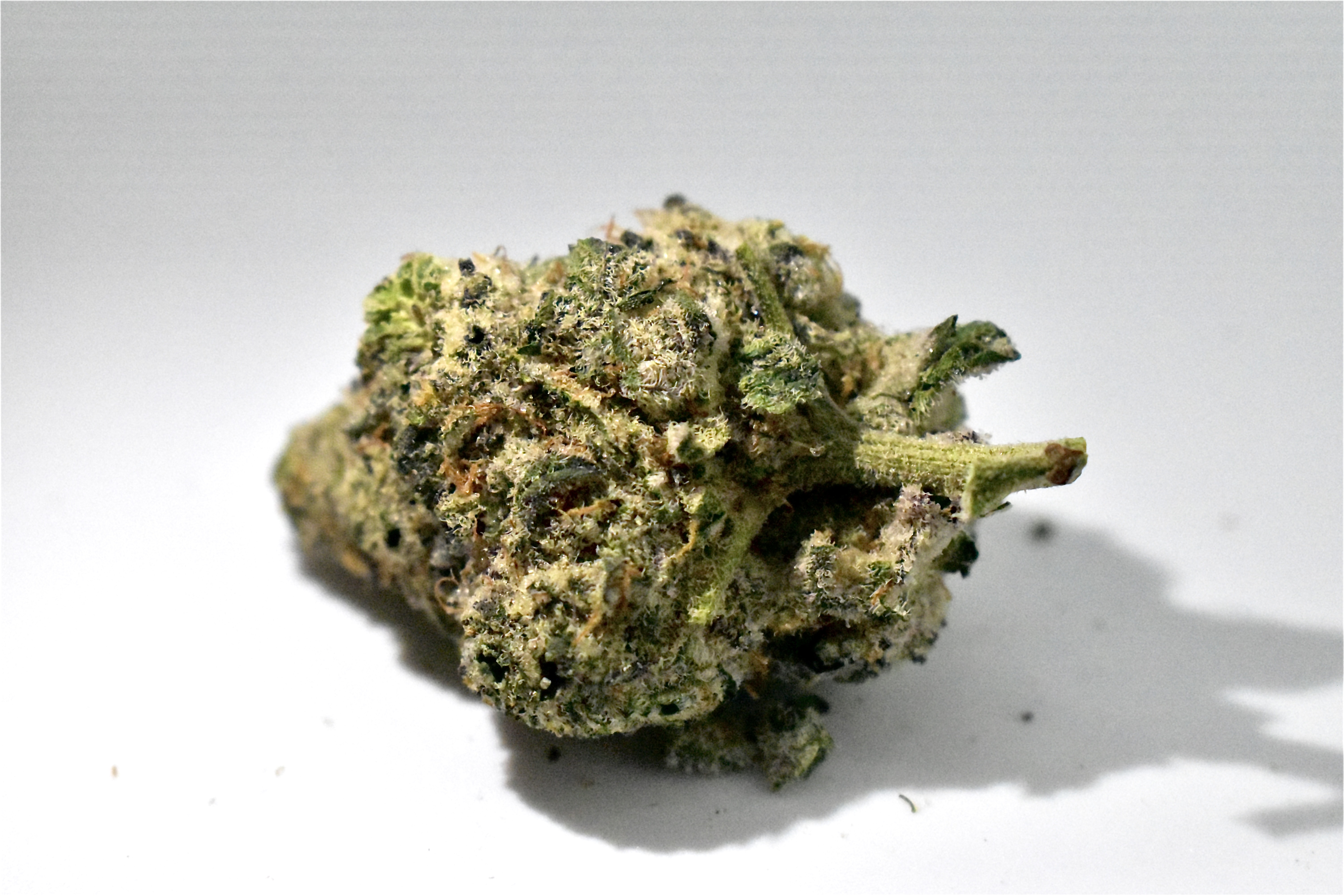 BAKE'D | BULK FLOWER