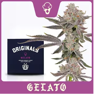 GELATO | 3.5G FLOWER