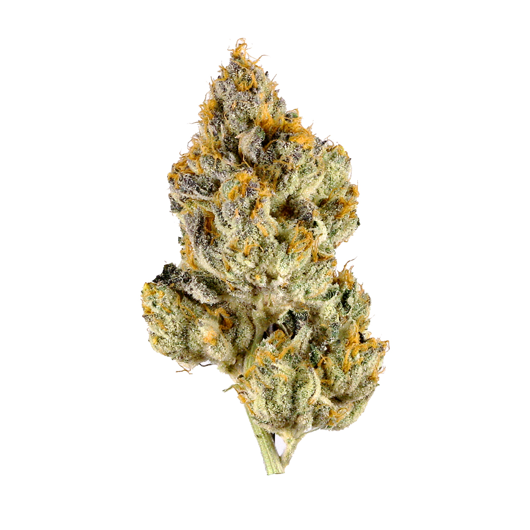 RAINBOW RUNTZ | BULK FLOWER