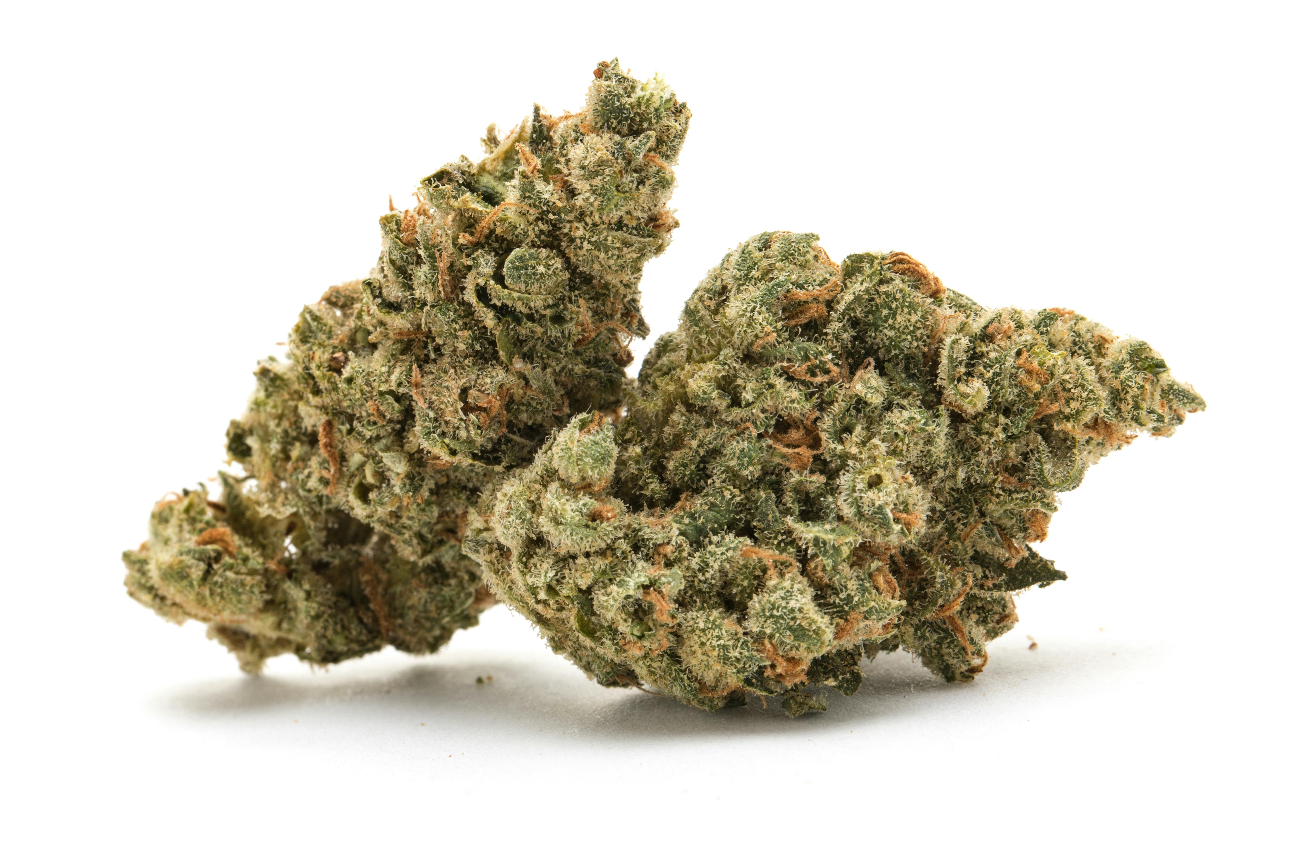 AMSTERDAM OG | BULK FLOWER